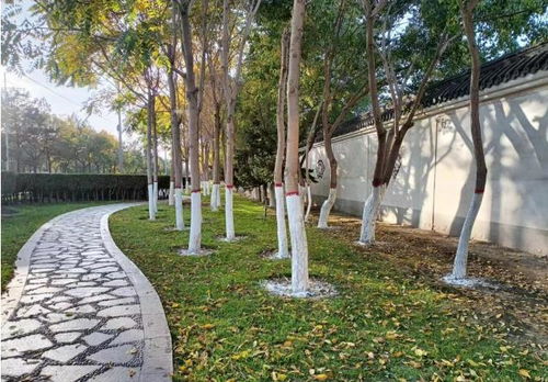 市林草局園林綠化大隊(duì)有序開(kāi)展樹(shù)木涂白工作 筑牢冬季綠化養(yǎng)護(hù)“防護(hù)墻”