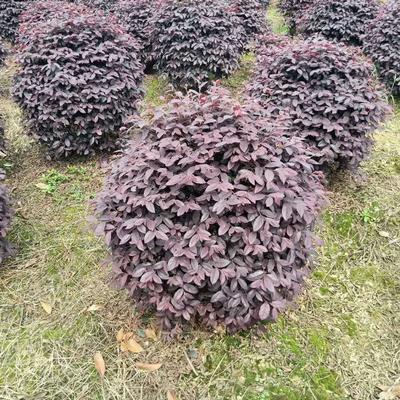 紅花繼木球價(jià)格與批發(fā)指南 沭陽(yáng)誠(chéng)盛園林助力綠化工程高效落地