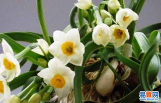信譽(yù)好服務(wù)優(yōu)的花卉租擺 南開(kāi)區(qū)園林綠化公司打造綠色空間新典范
